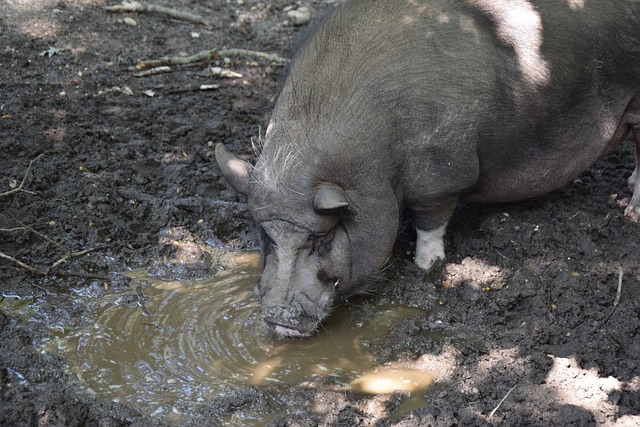 制裁议案 制裁议案