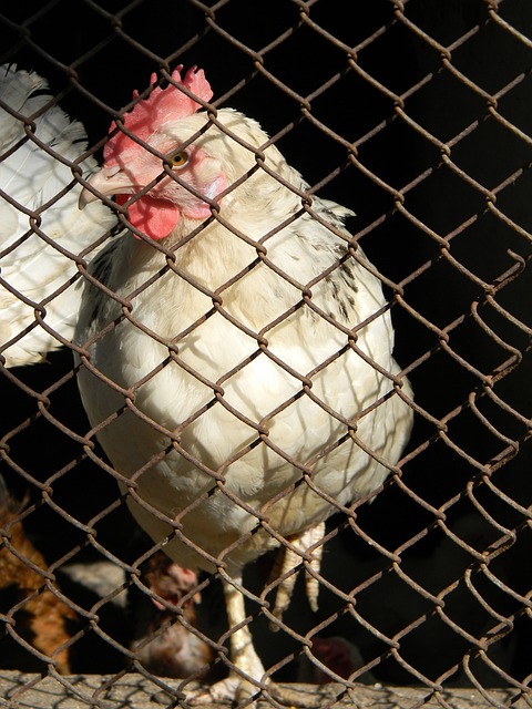 过快速的 过快速的